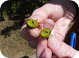 Frost damage to pear fruitlet(note brown colour)