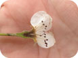 Frost damage to pear blossom(note brown colour)