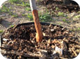 Vole feeding on plum under mulch for the winter