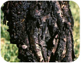 Cankers are elliptical, exude amber gum