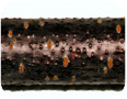 A dead twig or branch will be covered with pinhead-sized, black pimples that break through the bark.