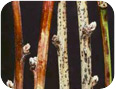 Infected twigs turn brown and eventually gray. Small black fruiting bodies form in the dead tissues.