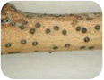 Le rameau infecté du pêcher présente de nombreuses pycnides fongiques foncées.