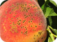 Peach scab lesions on fruit