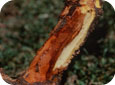 Phytophthora collar rot (credit Dr. Wayen Wilcox, and Dr. Mike Ellis)
