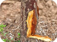 Phytophthora rot on apricot