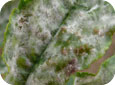 Powdery mildew cleistothecia