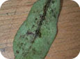 Sooty mould on underside of leaf