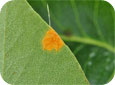 Orange lesion on pear leaf