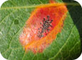 Pear trellis rust pynia on leaf