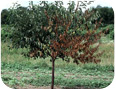 Leaves are wilted or browned on several branches, often remaining attached (flagging) while the rest of the tree appears healthy. 