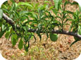 Glyphosate injury to plum leaves