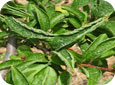 Glyphosate injury to plum leaves