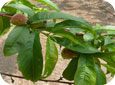 Paraquat injury to peach leaves