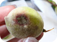 Paraquat injury to peach fruit