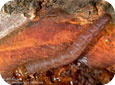 American plum borer larva