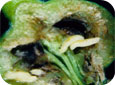 Les larves de la cécidomyie du poirier