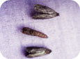 Codling moth adults and pupa