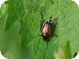 L'adulte du scarabée japonais