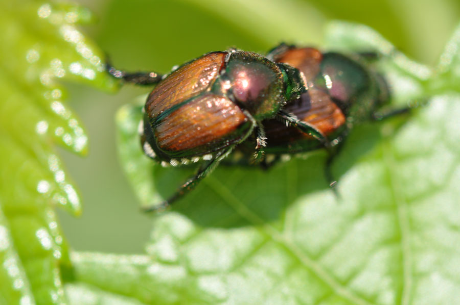 Les scarabées japonais qui s'accouplent