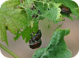 Les dommages causés par les scarabées japonais sur un pommier