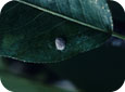 Mealybug on a leaf