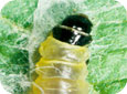 Larve de la tordeuse à bandes obliques (N.B. capsule céphalique définitique)