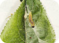 OBLR larva on leaf