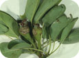 OBLR feeding damage to pear fruit