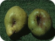 OBLR feeding damage to pear fruit