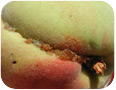 Entry wound at stem end and exit wound on the side of the fruit.  Sawdust-like frass around both openings.