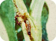 OFM larva in twig