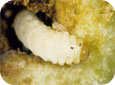 Le stade larvaire du charançon du prunier