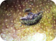 Plum curculio oviposition scar