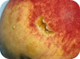 Plum curculio oviposition scar on peach