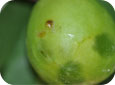 Les dommages à les prunes par le charançon du prunier