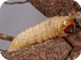 PTB larva and damage