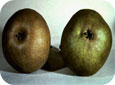 Pear rust mite damage