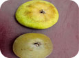 Pear rust mite damage