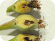 Pear sawfly damage
