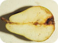 Pear sawfly damage
