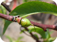 Les dommages causées par des thrips sur les jeunes nectarines