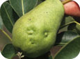 Lygus bug damage to pear