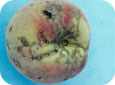 Oak bug damage to peaches