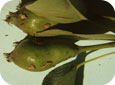 Stink bug damage on pear