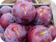 Boron deficiency in plums leading to cracking and splitting