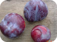 Boron deficiency in plums leading to cracking and splitting