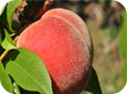 Peach ripening on tree