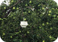 Pheromone trap in pear orchard