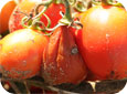Pourriture molle sur une tomate (au centre) 